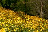 04_Tutto giallo